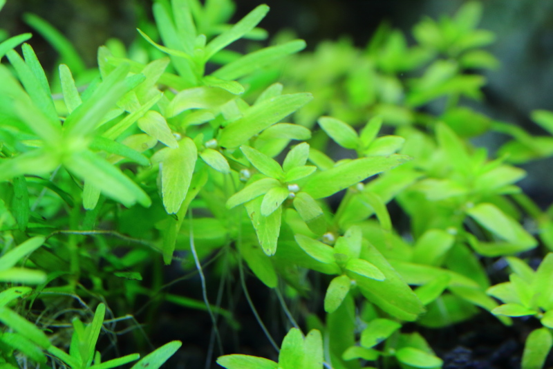 植栽から8日目　ミゾハコベsp. ラトナギリ